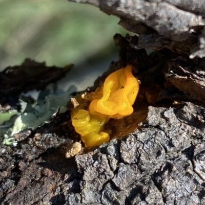 Tremella mesenterica (Witch's Butter or Yellow Brain) at Hackett, ACT - 9 Aug 2022 by SteveBorkowskis