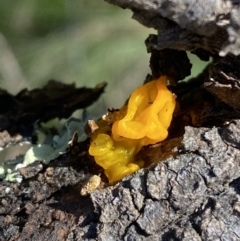 Tremella mesenterica at Hackett, ACT - 9 Aug 2022 11:43 AM