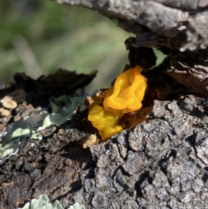 Tremella mesenterica at Hackett, ACT - 9 Aug 2022