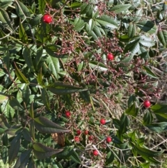 Nandina domestica (Sacred Bamboo) at Campbell, ACT - 9 Aug 2022 by SteveBorkowskis