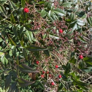 Nandina domestica at Campbell, ACT - 9 Aug 2022 01:32 PM