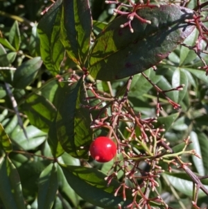 Nandina domestica at Campbell, ACT - 9 Aug 2022 01:32 PM