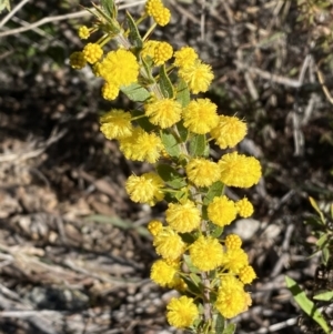 Acacia paradoxa at Campbell, ACT - 9 Aug 2022