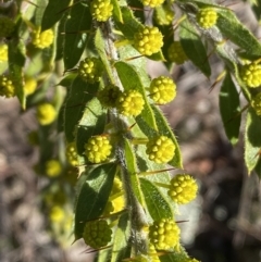 Acacia paradoxa at Campbell, ACT - 9 Aug 2022 01:17 PM