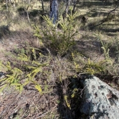 Acacia paradoxa at Campbell, ACT - 9 Aug 2022 01:17 PM