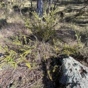 Acacia paradoxa at Campbell, ACT - 9 Aug 2022 01:17 PM