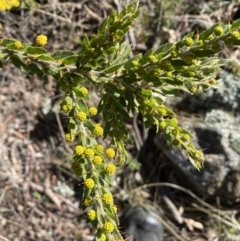 Acacia paradoxa at Campbell, ACT - 9 Aug 2022 01:17 PM