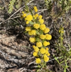 Acacia paradoxa at Campbell, ACT - 9 Aug 2022 01:17 PM