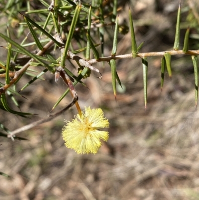 Acacia ulicifolia (Prickly Moses) at Mount Ainslie - 9 Aug 2022 by Steve_Bok