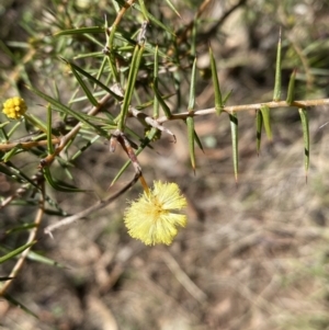 Acacia ulicifolia at Hackett, ACT - 9 Aug 2022