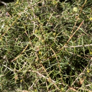 Acacia ulicifolia at Hackett, ACT - 9 Aug 2022