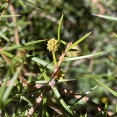 Acacia ulicifolia at Hackett, ACT - 9 Aug 2022