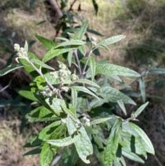 Olearia lirata (Snowy Daisybush) at Mount Ainslie - 9 Aug 2022 by Steve_Bok