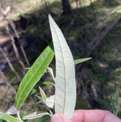 Olearia lirata at Ainslie, ACT - 9 Aug 2022