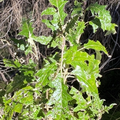 Solanum cinereum (Narrawa Burr) at Mount Ainslie - 9 Aug 2022 by Steve_Bok