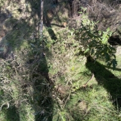 Solanum cinereum at Ainslie, ACT - 9 Aug 2022