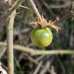 Solanum cinereum at Ainslie, ACT - 9 Aug 2022