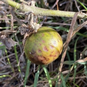 Solanum cinereum at Ainslie, ACT - 9 Aug 2022