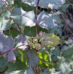 Berberis aquifolium (Oregon Grape) at Hackett, ACT - 9 Aug 2022 by Steve_Bok