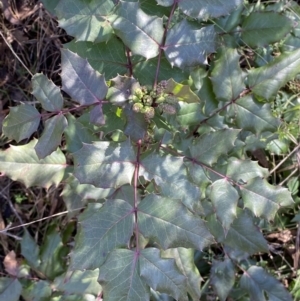 Berberis aquifolium at Hackett, ACT - 9 Aug 2022
