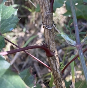 Berberis aquifolium at Hackett, ACT - 9 Aug 2022