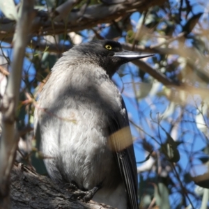 Strepera versicolor at Ainslie, ACT - 9 Aug 2022