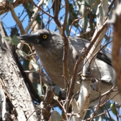 Strepera versicolor at Ainslie, ACT - 9 Aug 2022