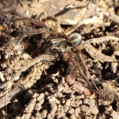 Venatrix sp. (genus) (Unidentified Venatrix wolf spider) at Yass River, NSW - 9 Aug 2022 by SenexRugosus