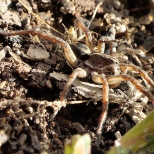 Venatrix sp. (genus) at Yass River, NSW - 9 Aug 2022