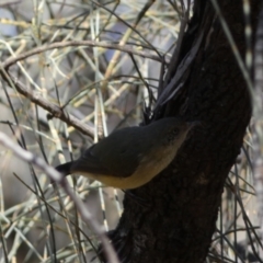 Acanthiza reguloides (Buff-rumped Thornbill) at Ainslie, ACT - 9 Aug 2022 by SteveBorkowskis