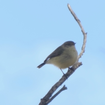 Acanthiza reguloides (Buff-rumped Thornbill) at Rugosa - 8 Aug 2022 by SenexRugosus