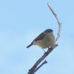 Acanthiza reguloides (Buff-rumped Thornbill) at Yass River, NSW - 8 Aug 2022 by SenexRugosus