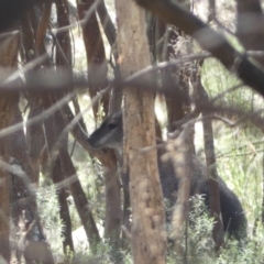 Notamacropus rufogriseus (Red-necked Wallaby) at Mount Ainslie - 9 Aug 2022 by Steve_Bok