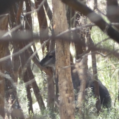 Notamacropus rufogriseus (Red-necked Wallaby) at Ainslie, ACT - 9 Aug 2022 by Steve_Bok