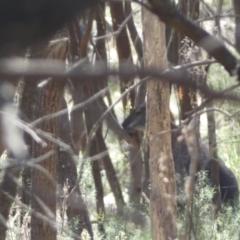 Notamacropus rufogriseus at Ainslie, ACT - 9 Aug 2022