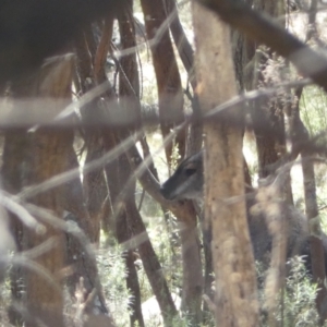 Notamacropus rufogriseus at Ainslie, ACT - 9 Aug 2022