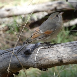 Pachycephala pectoralis at Ainslie, ACT - 9 Aug 2022