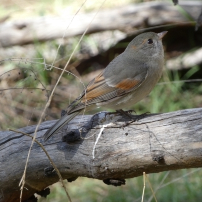 Pachycephala pectoralis (Golden Whistler) at Ainslie, ACT - 9 Aug 2022 by SteveBorkowskis