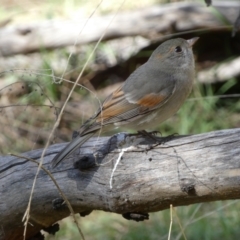 Pachycephala pectoralis (Golden Whistler) at Ainslie, ACT - 9 Aug 2022 by Steve_Bok