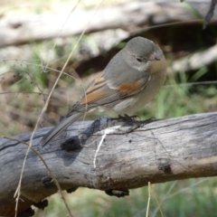 Pachycephala pectoralis at Ainslie, ACT - 9 Aug 2022