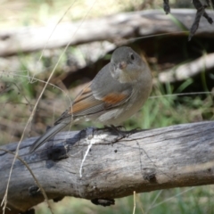 Pachycephala pectoralis at Ainslie, ACT - 9 Aug 2022