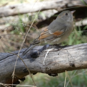 Pachycephala pectoralis at Ainslie, ACT - 9 Aug 2022