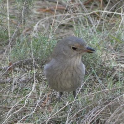 Colluricincla harmonica (Grey Shrikethrush) at Mount Ainslie - 9 Aug 2022 by Steve_Bok