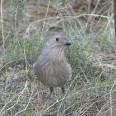 Colluricincla harmonica at Ainslie, ACT - 9 Aug 2022 01:21 PM