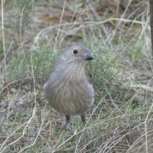 Colluricincla harmonica at Ainslie, ACT - 9 Aug 2022 01:21 PM