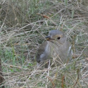 Colluricincla harmonica at Ainslie, ACT - 9 Aug 2022 01:21 PM