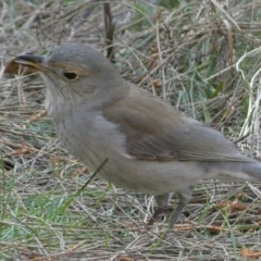 Colluricincla harmonica at Ainslie, ACT - 9 Aug 2022