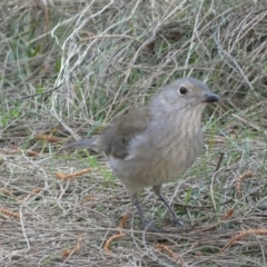 Colluricincla harmonica at Ainslie, ACT - 9 Aug 2022 01:21 PM