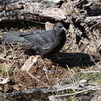 Corcorax melanorhamphos (White-winged Chough) at Mount Ainslie - 9 Aug 2022 by Steve_Bok