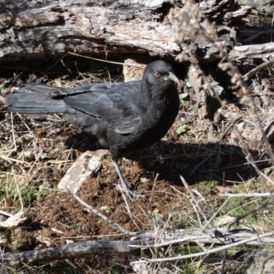 Corcorax melanorhamphos (White-winged Chough) at Ainslie, ACT - 9 Aug 2022 by SteveBorkowskis